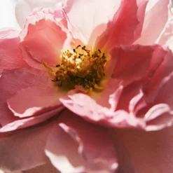 Chlou00E9 Beliebtes Parfum^Chloé Eau de Parfum Spray Rose Naturelle Intense von Chloé